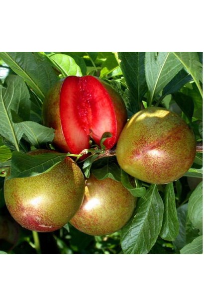 Плуот Флейвор Супреме на дереве – спелые красно-фиолетовые плоды.